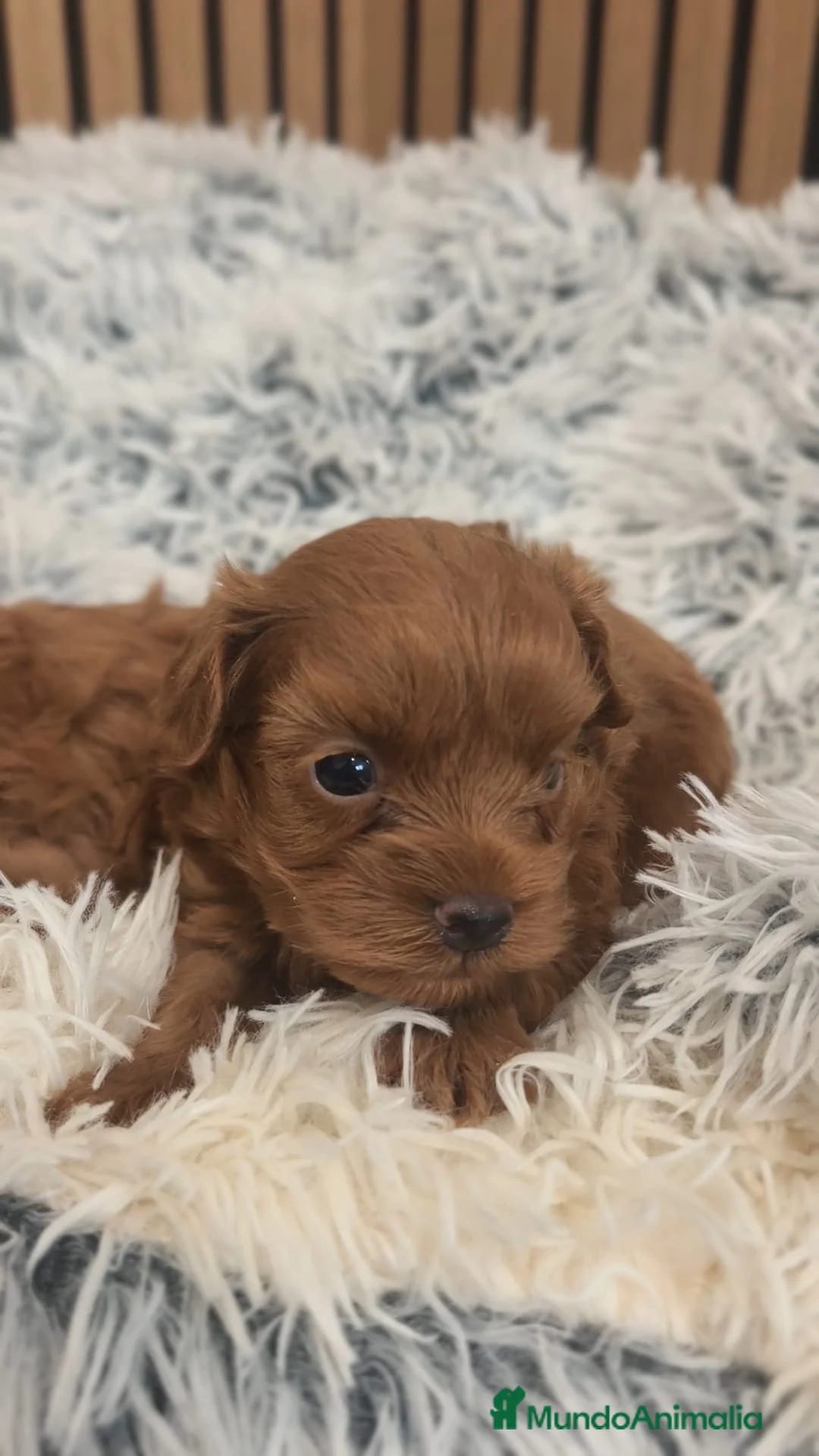 Maltipoo perros en venta: Maltipoo  - Anuncio 1