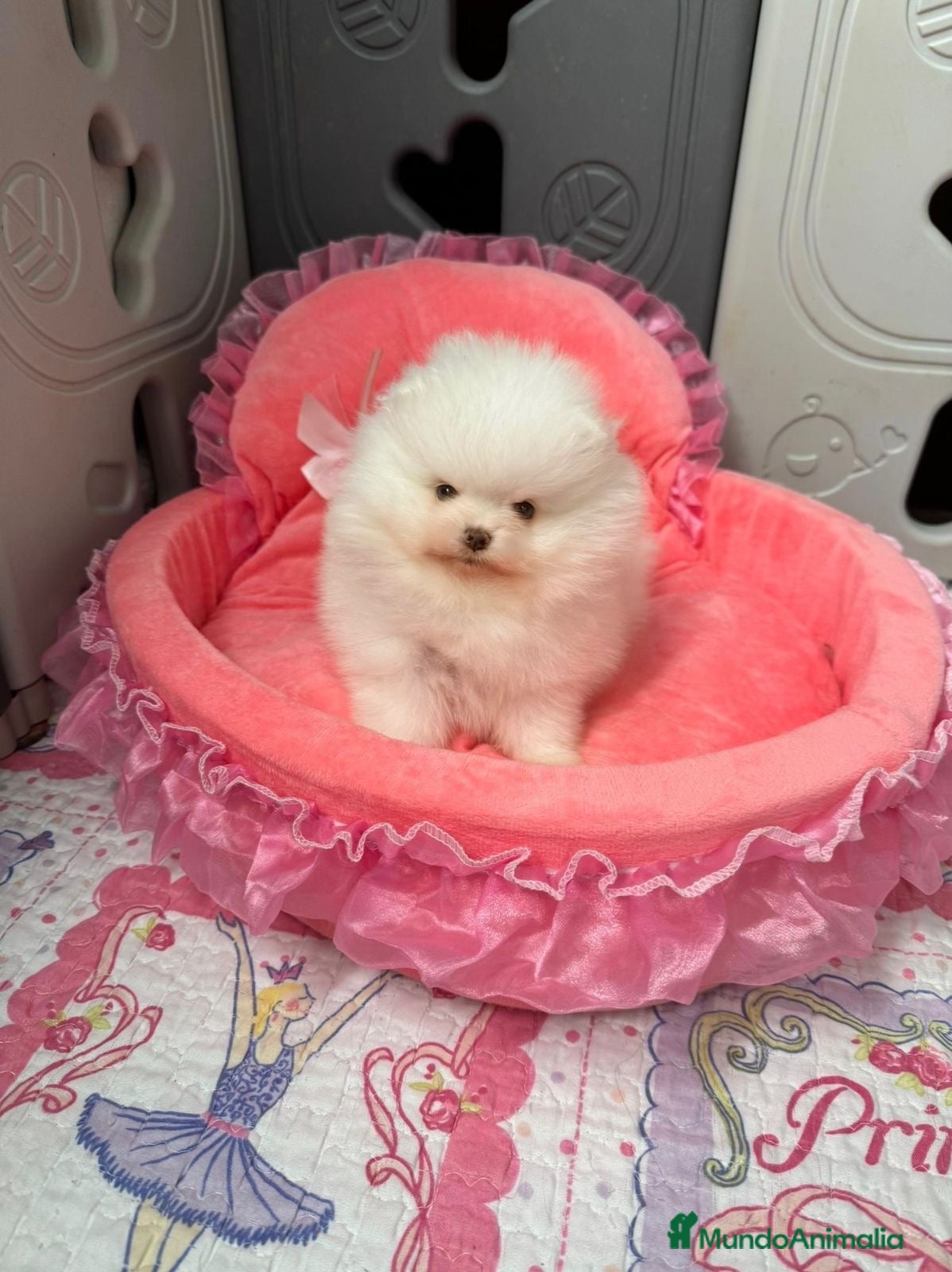 Pomerania perros Pomerania Toy  - Anuncio 5