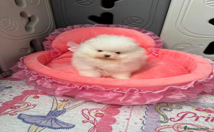 Pomerania perros Pomerania Toy  - Anuncio 1