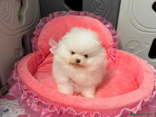 Pomerania perros Pomerania Toy - Anuncio 6