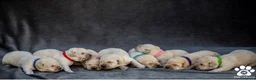 Labrador Retriever perros en venta: Cachorros de labradores amarillos - Anuncio 8