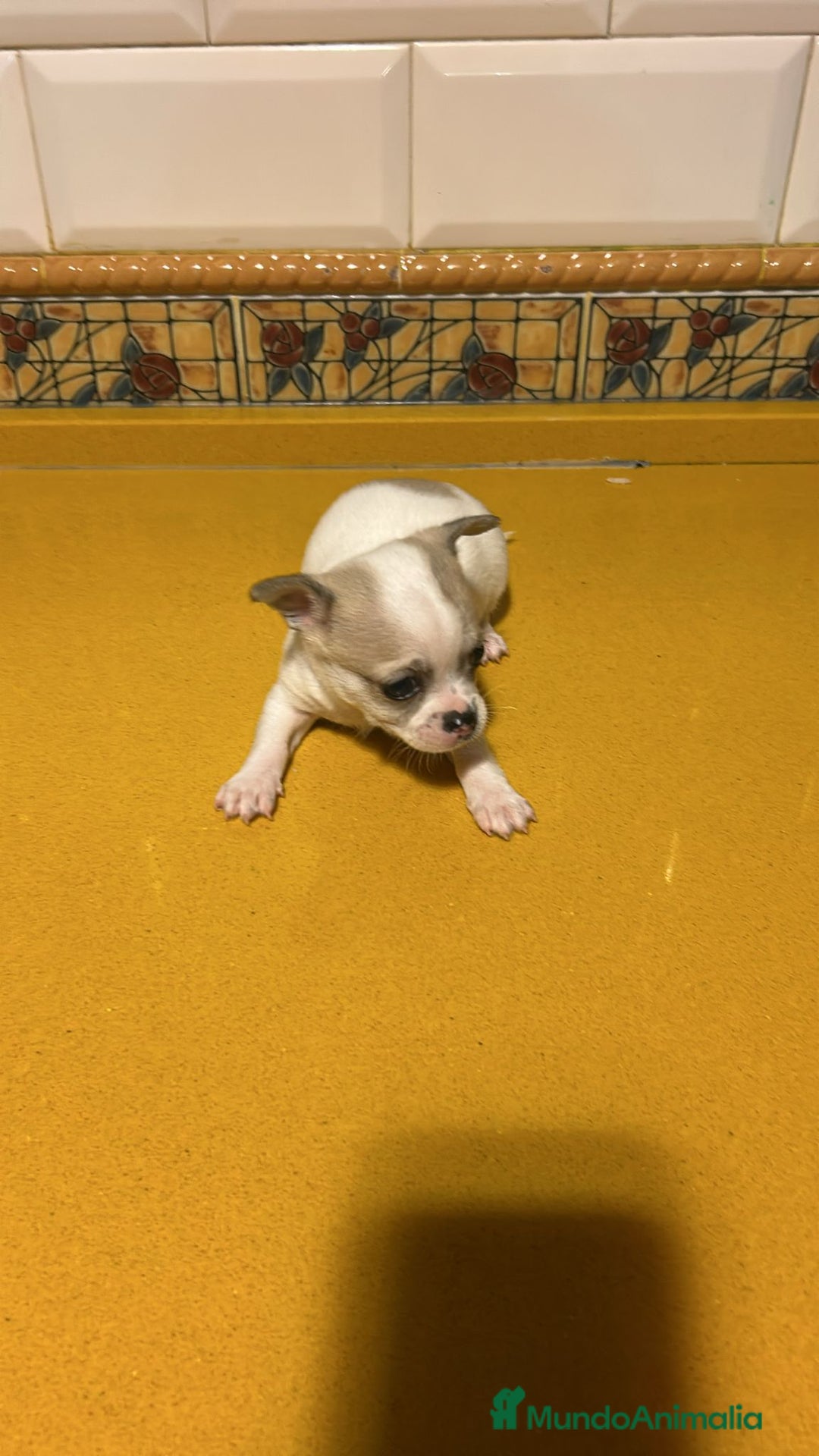 Chihuahua perros en venta: Chihuahuas toy - Anuncio 4