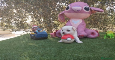 Chihuahua perros - Anuncio 2