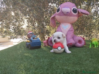 Chihuahua perros - Anuncio 2