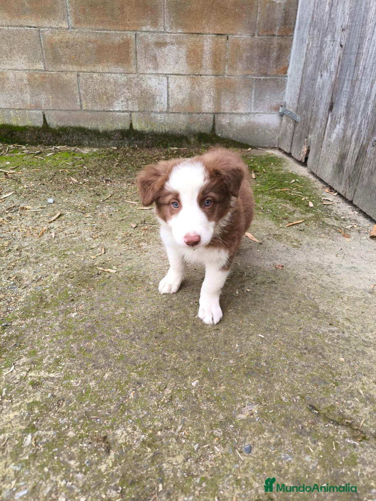 Border Collie perros Cachorros border collie puros! 2 meses - Anuncio 1