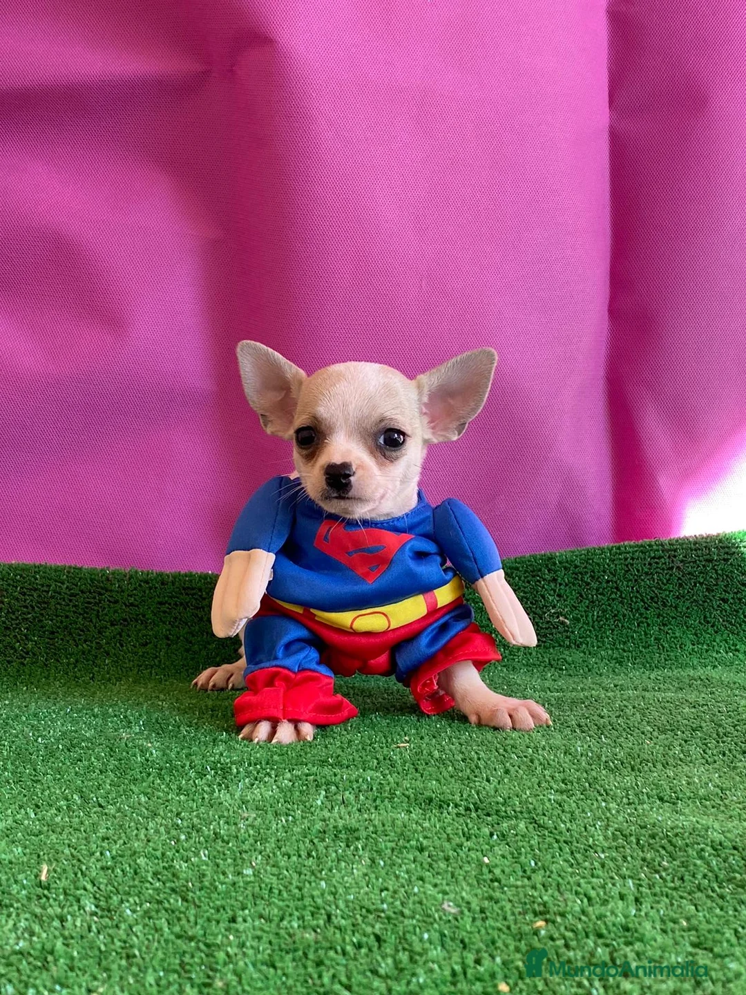 Chihuahua perros en venta: Chihuahua mini , cachorritos  en Ciudad Real - Anuncio 2