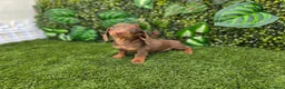 Teckel Miniatura perros en venta: TECKEL MINI & KANNINCHEN CHOCOLATE - Anuncio 1