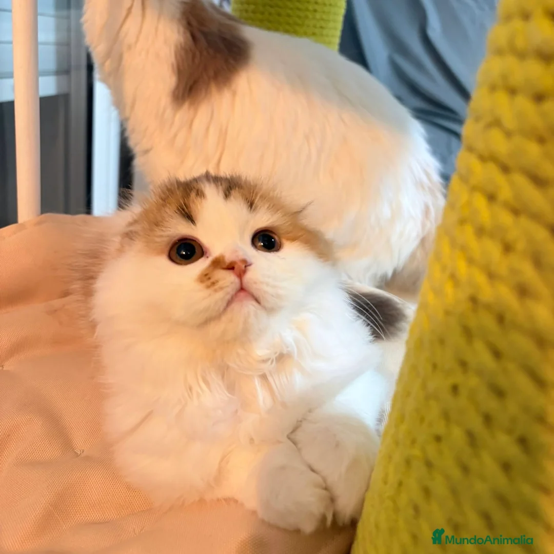 Scottish Fold gatos en venta: Scottish Fold Bicolor  - Anuncio 3