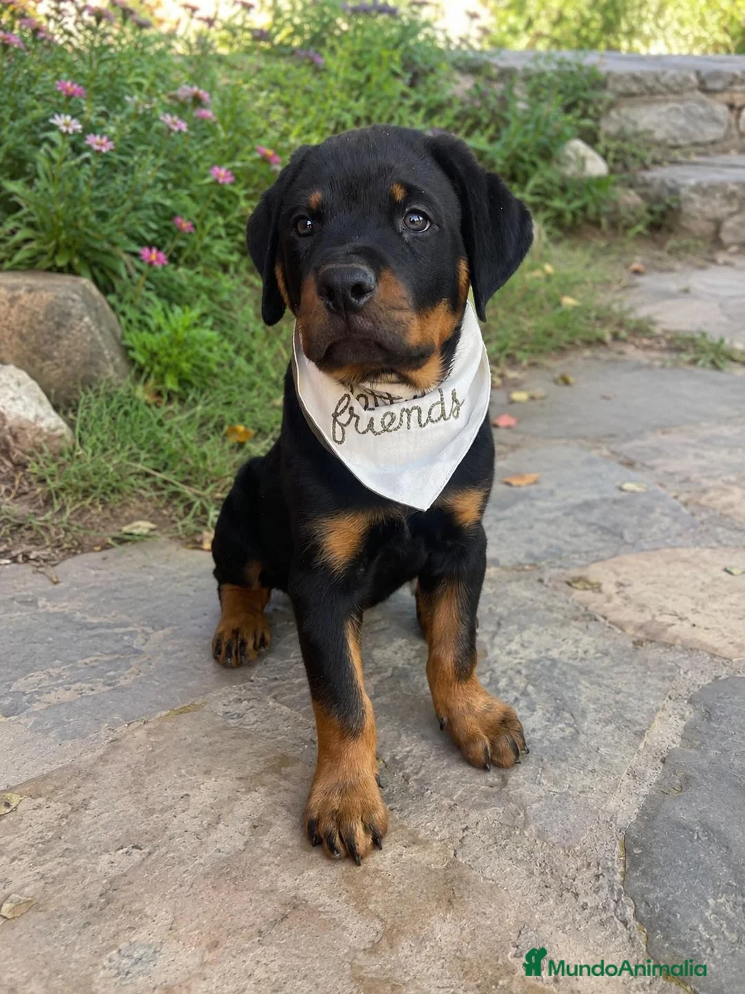 Rottweiler perros en venta: CACHORRO ROTTWEILER - Anuncio 3
