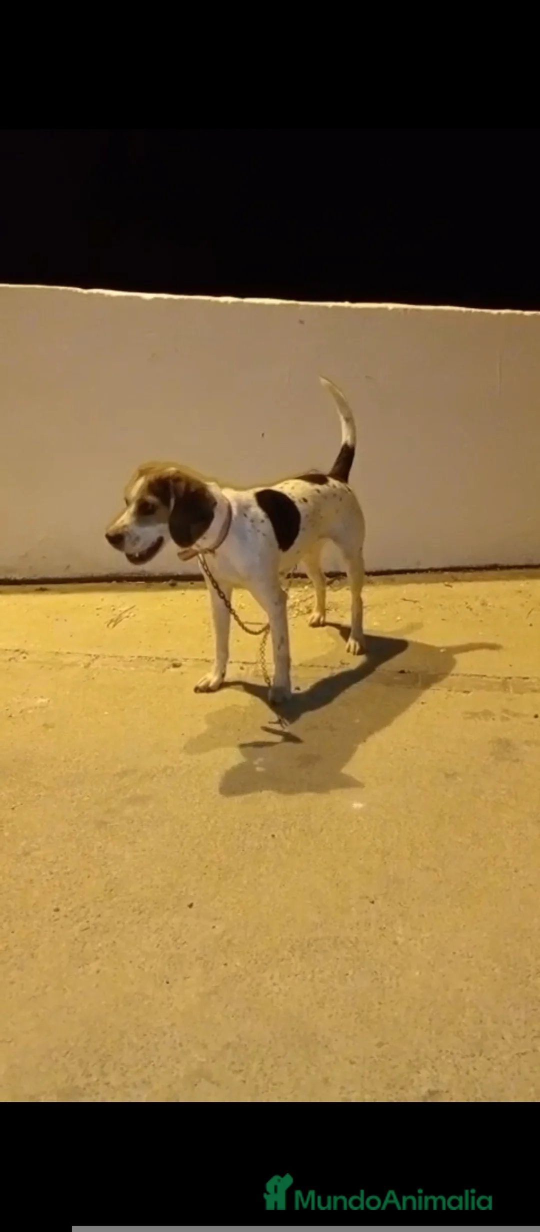Beagle perros en venta: Beagle  - Anuncio 4