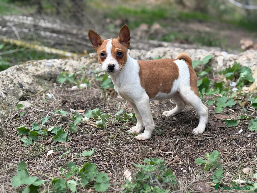 Basenji perros en venta: 🐾 Cachorros Basenji Exclusivos 🐾 - Anuncio 2