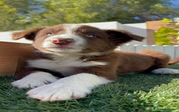 Border Collie perros en venta: BORDER COLLIE - Anuncio 12