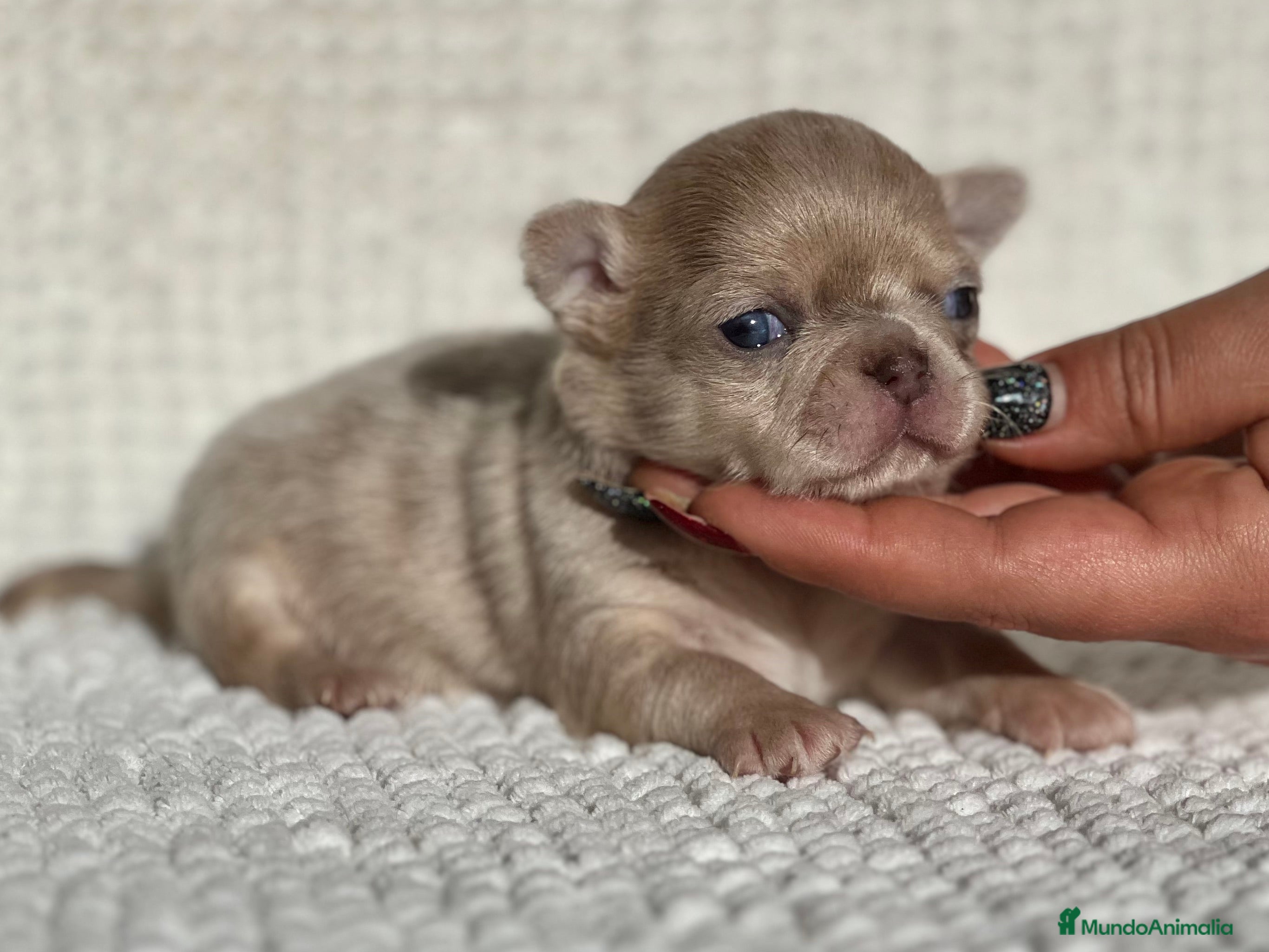 Chihuahua perros CHIHUAHUA CABEZA DE MANZANA LÍNEA RUSA - Anuncio 2