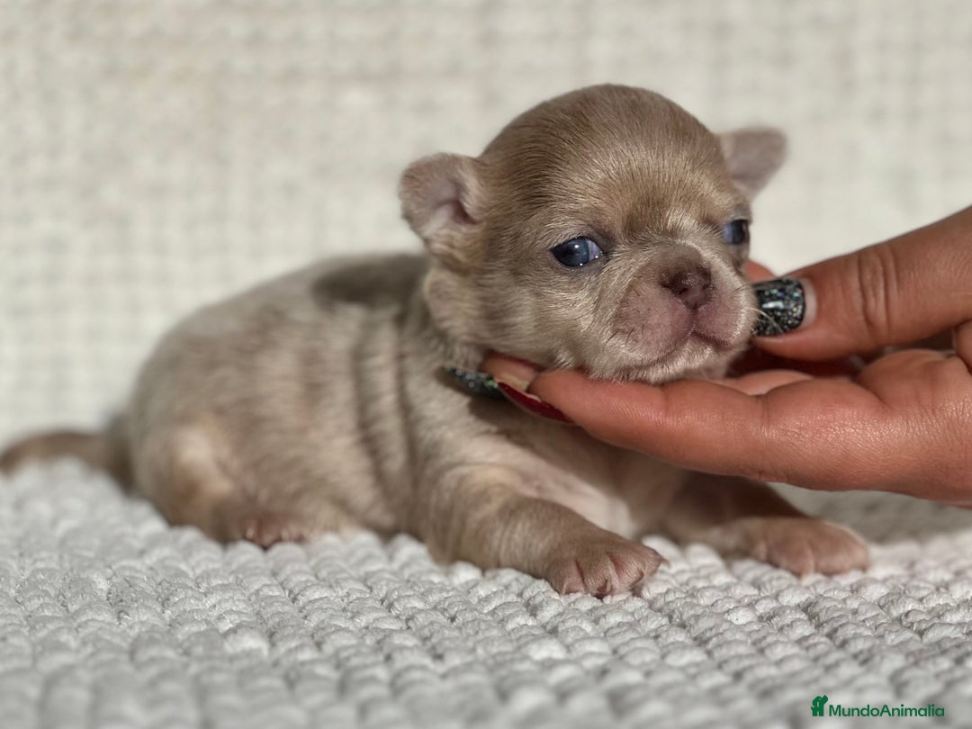 Chihuahua perros en venta: CHIHUAHUA CABEZA DE MANZANA LÍNEA RUSA - Anuncio 2