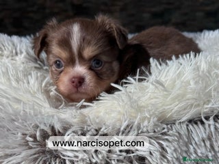 Chihuahua perros - Anuncio 11