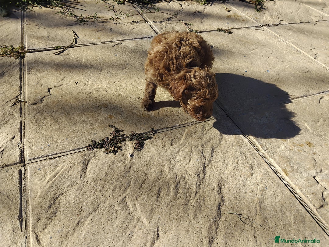 Caniche Mediano perros en venta: Caniche  rojo - Anuncio 2