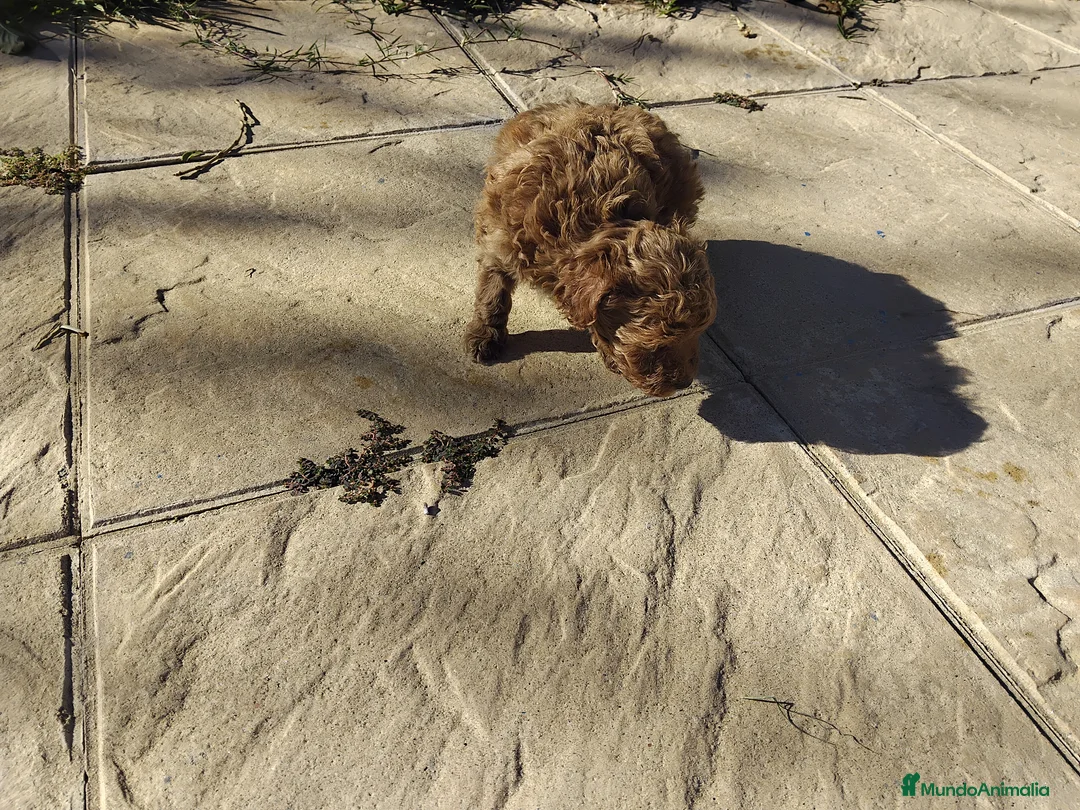 Caniche Mediano perros en venta: Caniche  rojo - Anuncio 2