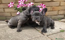 Bulldog Francés perros en venta: Tierno bebé de Bulldog Francés - Imagen 1