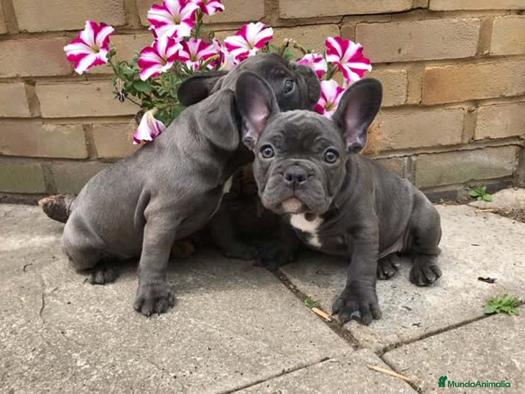 Bulldog Francés perros en venta: Tierno bebé de Bulldog Francés - Imagen 1