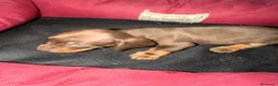 Teckel perros en venta: Teckel Machos y hembras de calidad  - Anuncio 9