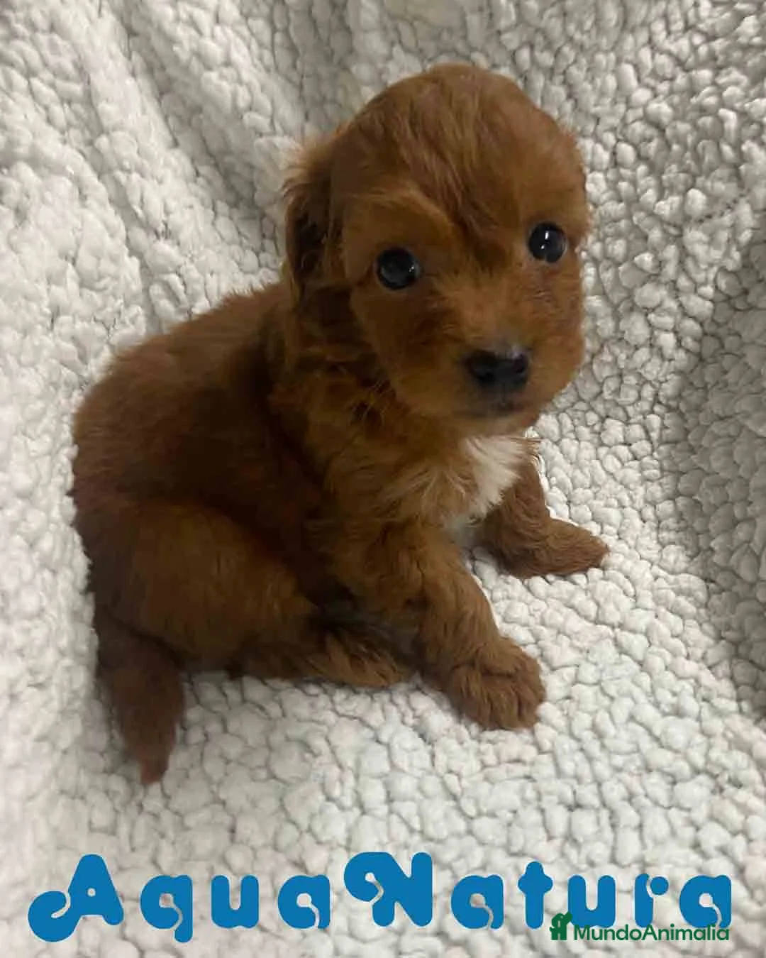 Havapoo perros en venta:  Havapoo Macho 1 de Haya y Can AQUANATURA - Anuncio 11