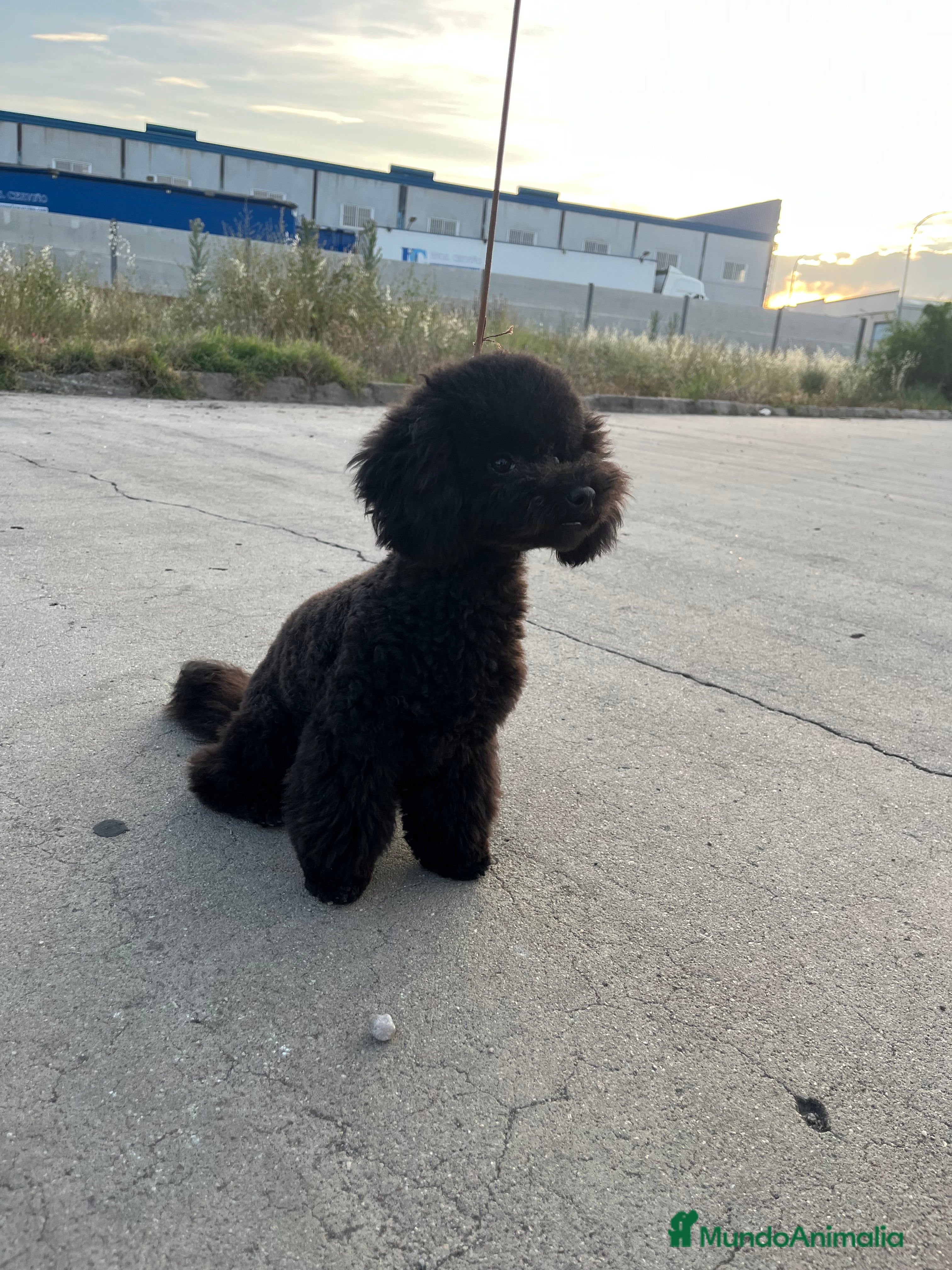 Caniche Enano perros Caniche enano - Anuncio 1