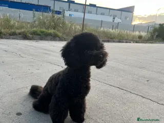 Caniche Enano perros Caniche enano - Anuncio 1