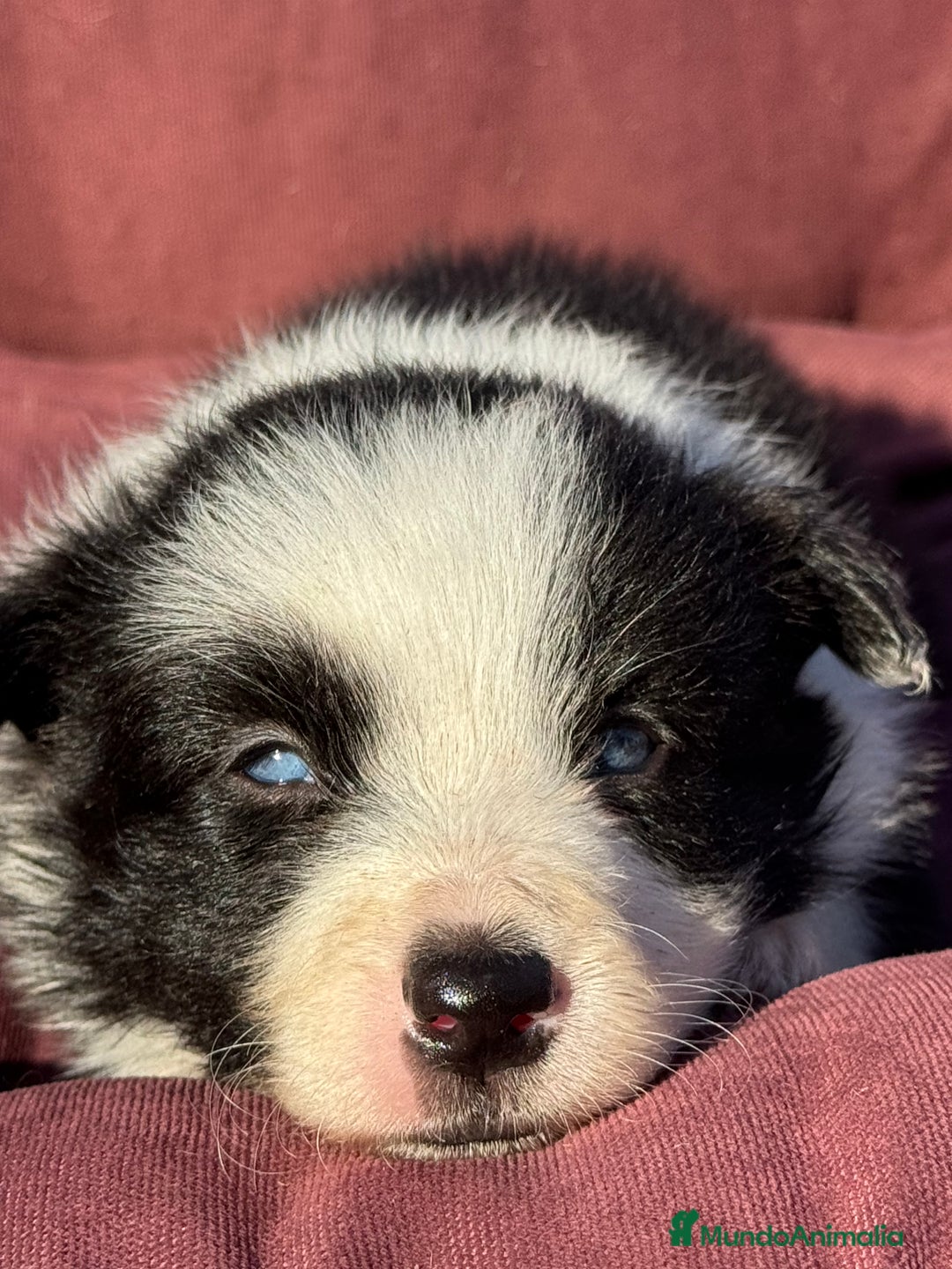 Border Collie perros en venta: Impresionantes Border Colliec - Imagen 7