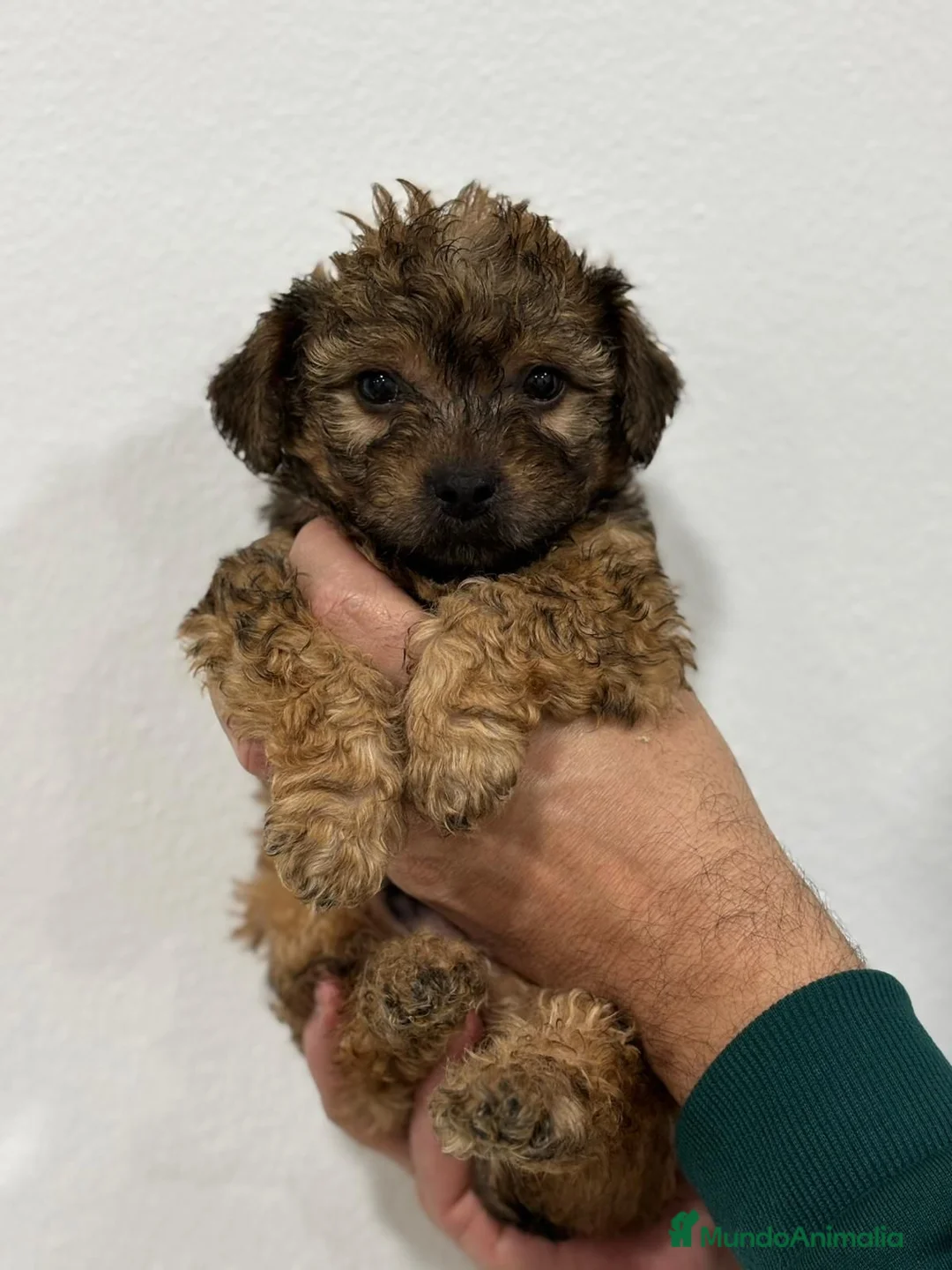 Yorkiepoo perros en venta: Yorkiepoo mini  - Anuncio 1