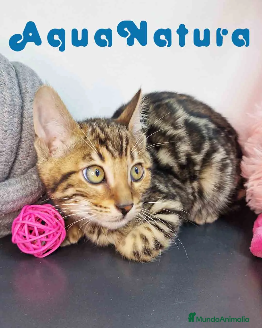 Bengalí gatos en venta: Bengali Hembra 9063 - AQUANATURA en Barcelona - Anuncio 2