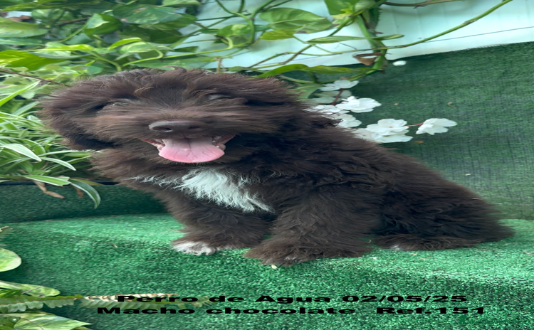 Perro de Agua Español perros - Propaganda 3