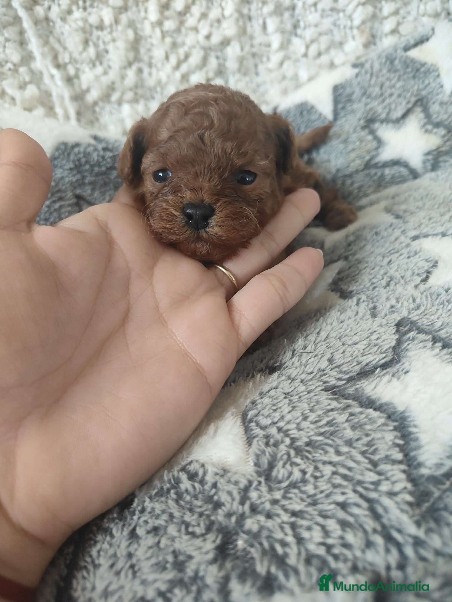 Caniche Enano perros Preciosa hembra asiática enana - Anuncio 1