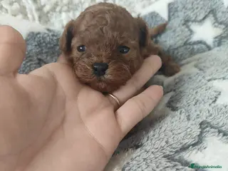 Caniche Enano perros Preciosa hembra asiática enana - Anuncio 1