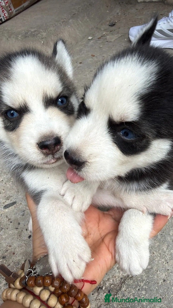 Husky Siberiano perros HUSKY CACHORROS  - Anuncio 3