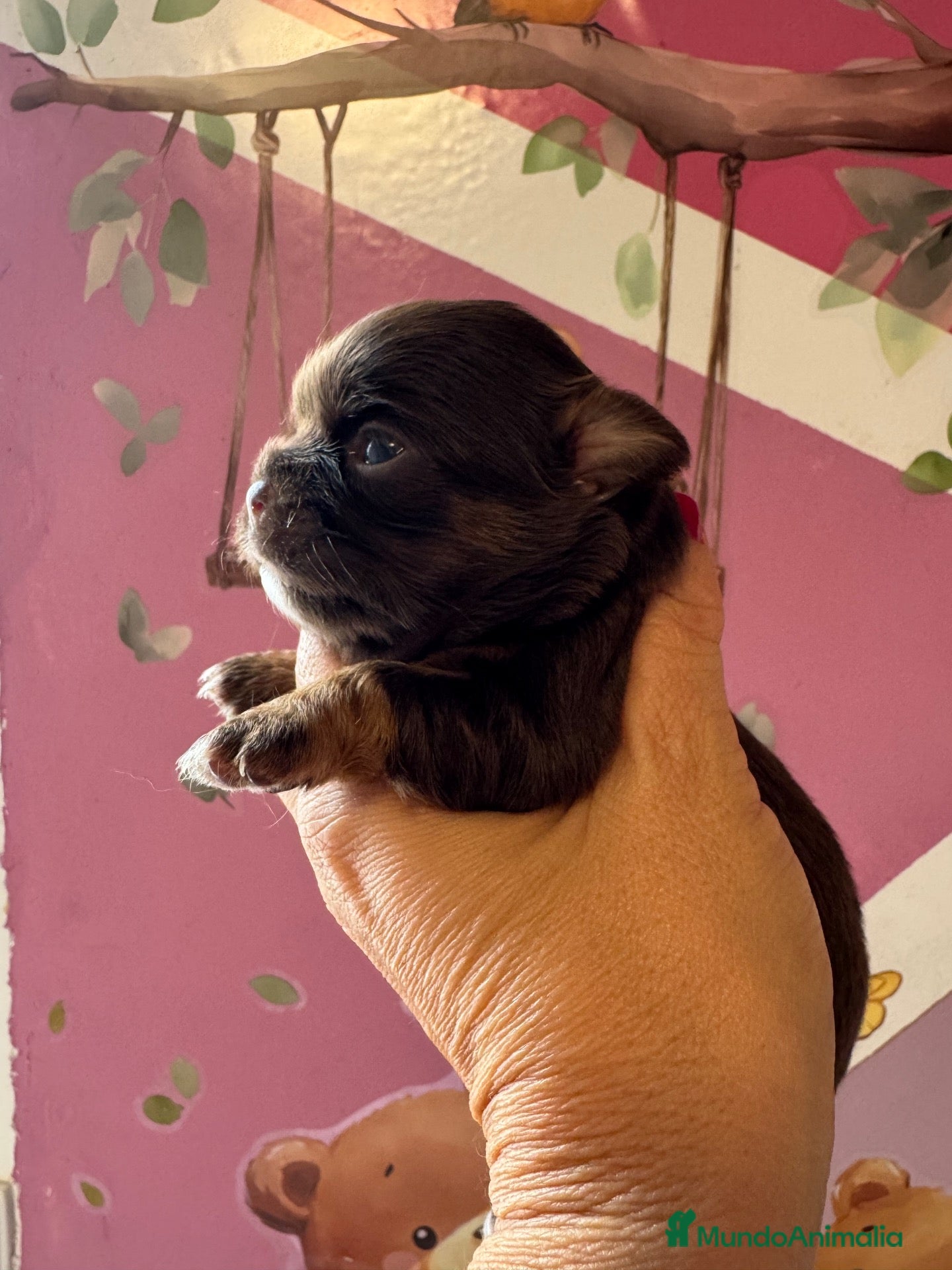 Chihuahua perros Chihuahuas línea rusa - Anuncio 1
