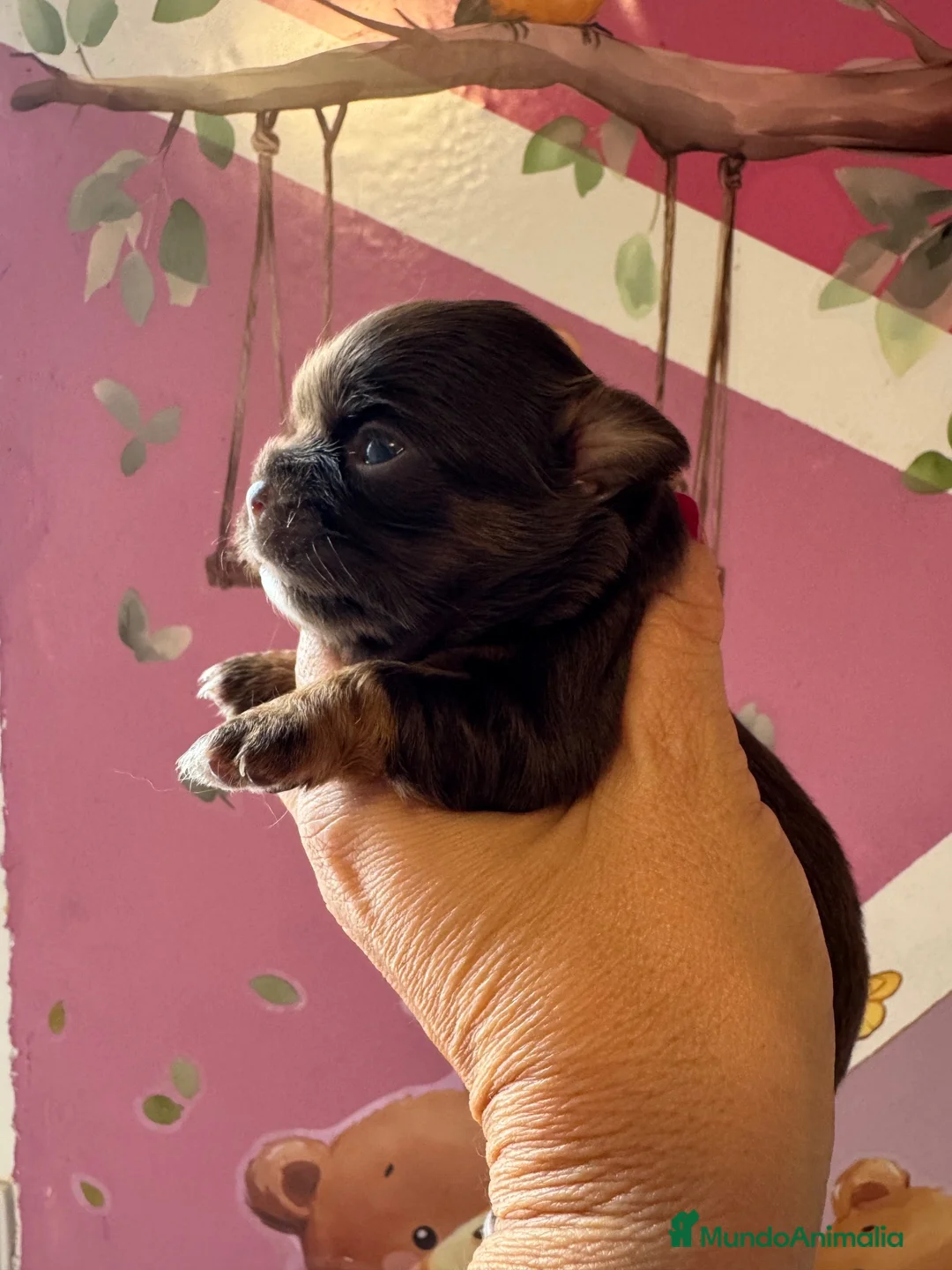 Chihuahua perros en venta: Chihuahuas línea rusa - Anuncio 1