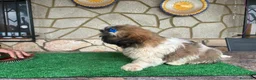 Shih Tzu perros en venta: Machitos - Anuncio 7