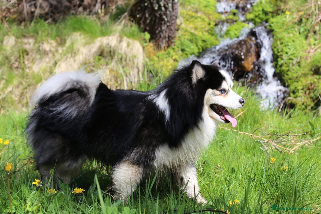 Pomsky perros en venta: Pomsky mini F5 - Imagen 3