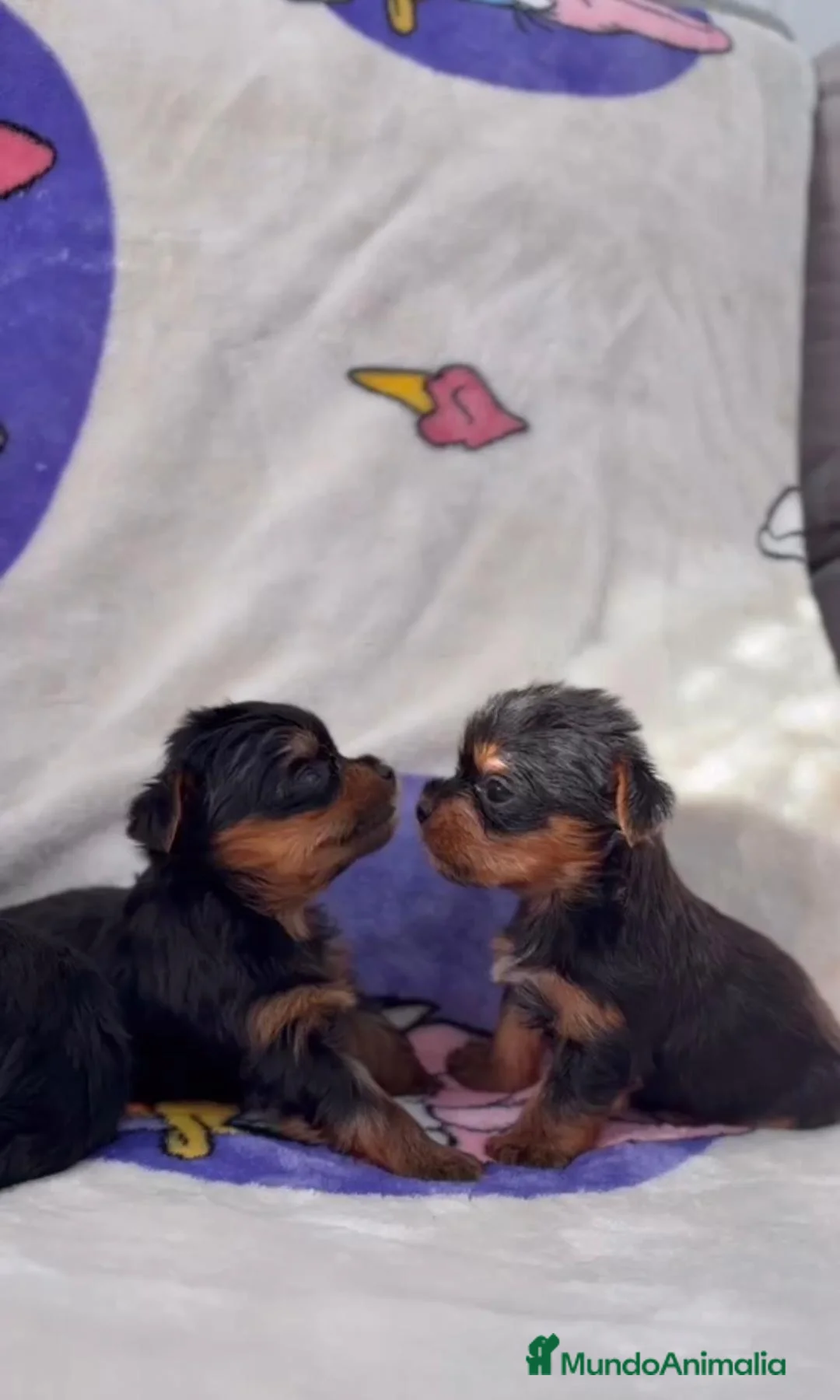 Yorkshire Terrier perros en venta: YORKSHIRE  - Anuncio 2