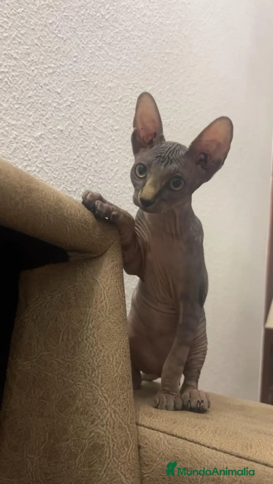 Mau Egipcio gatos para monta: Gata egipcia - Anuncio 4