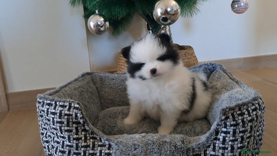 Pomerania perros en venta: Cachorritos Lulu de Pomerania  - Anuncio 4