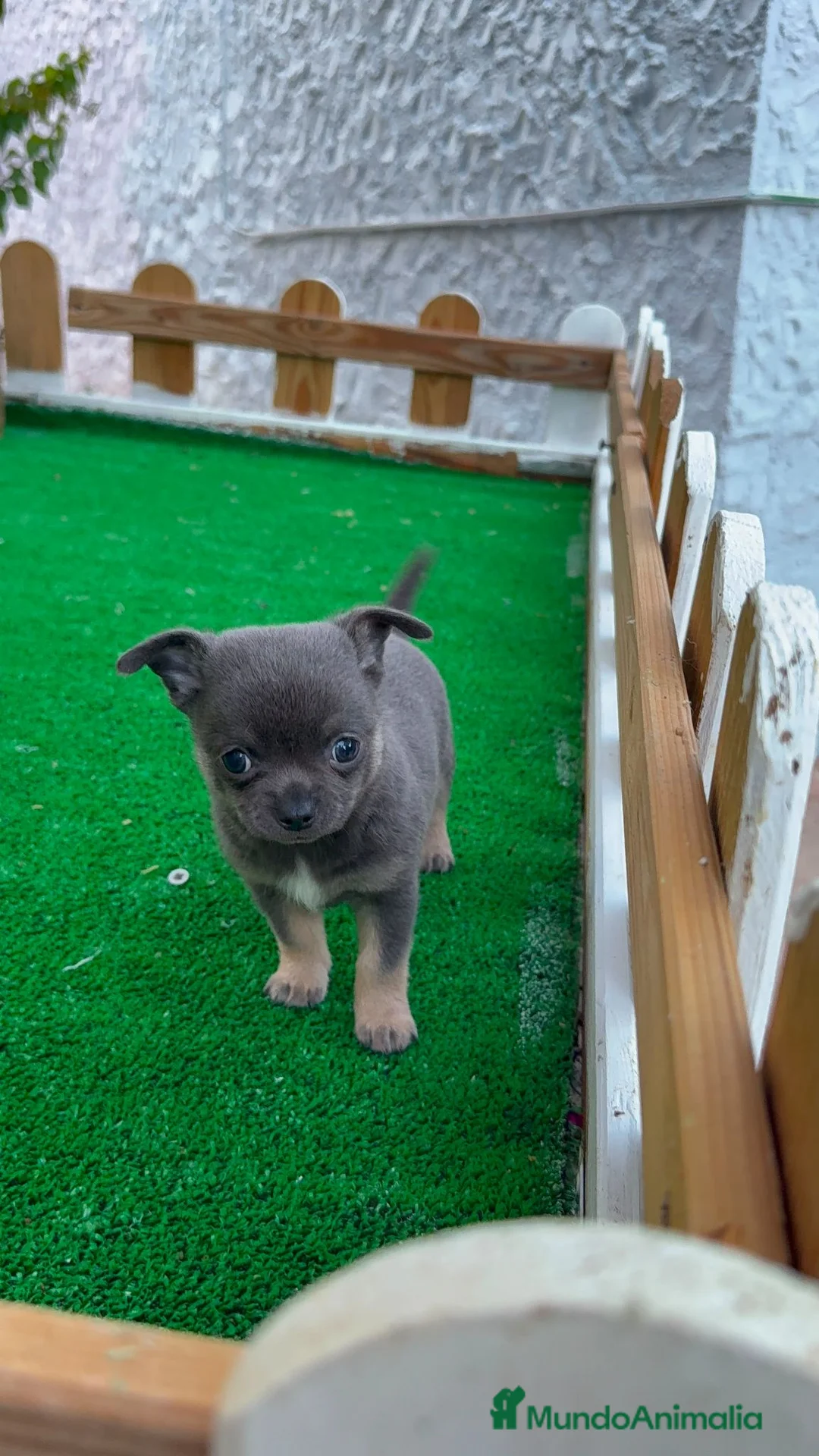 Chihuahua perros en venta: Chihuahuas Toy Machos Blues cabeza de manzana - Anuncio 2