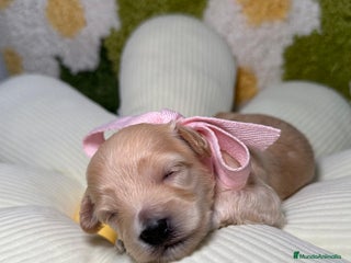 Maltipoo perros en Madrid - Anuncio 22