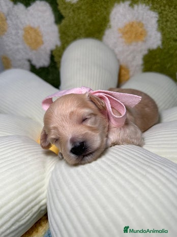 Maltipoo perros en Madrid - Anuncio 6