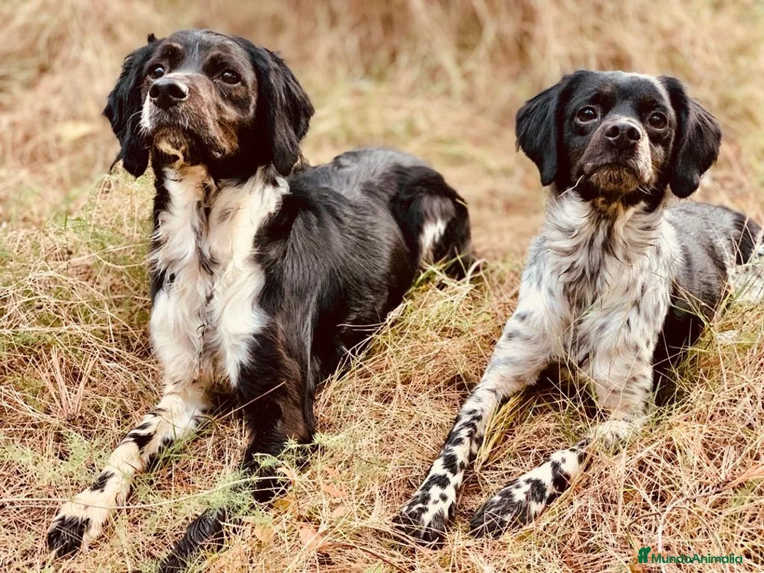 Épagneul Breton perros en venta: Epagneul bretón  en Castellón - Anuncio 16