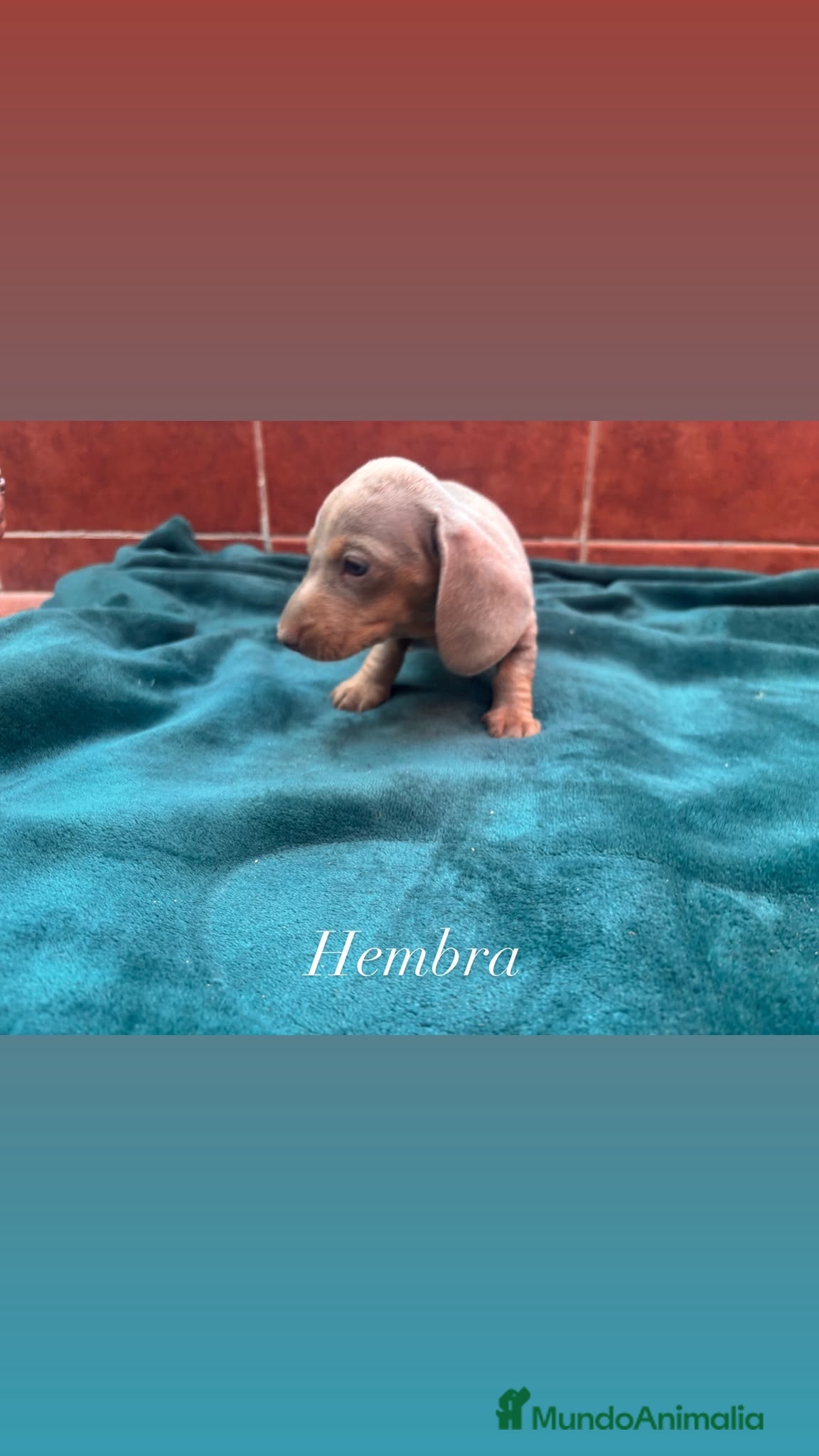 Teckel Miniatura perros Teckel Kaninchen  - Anuncio 2
