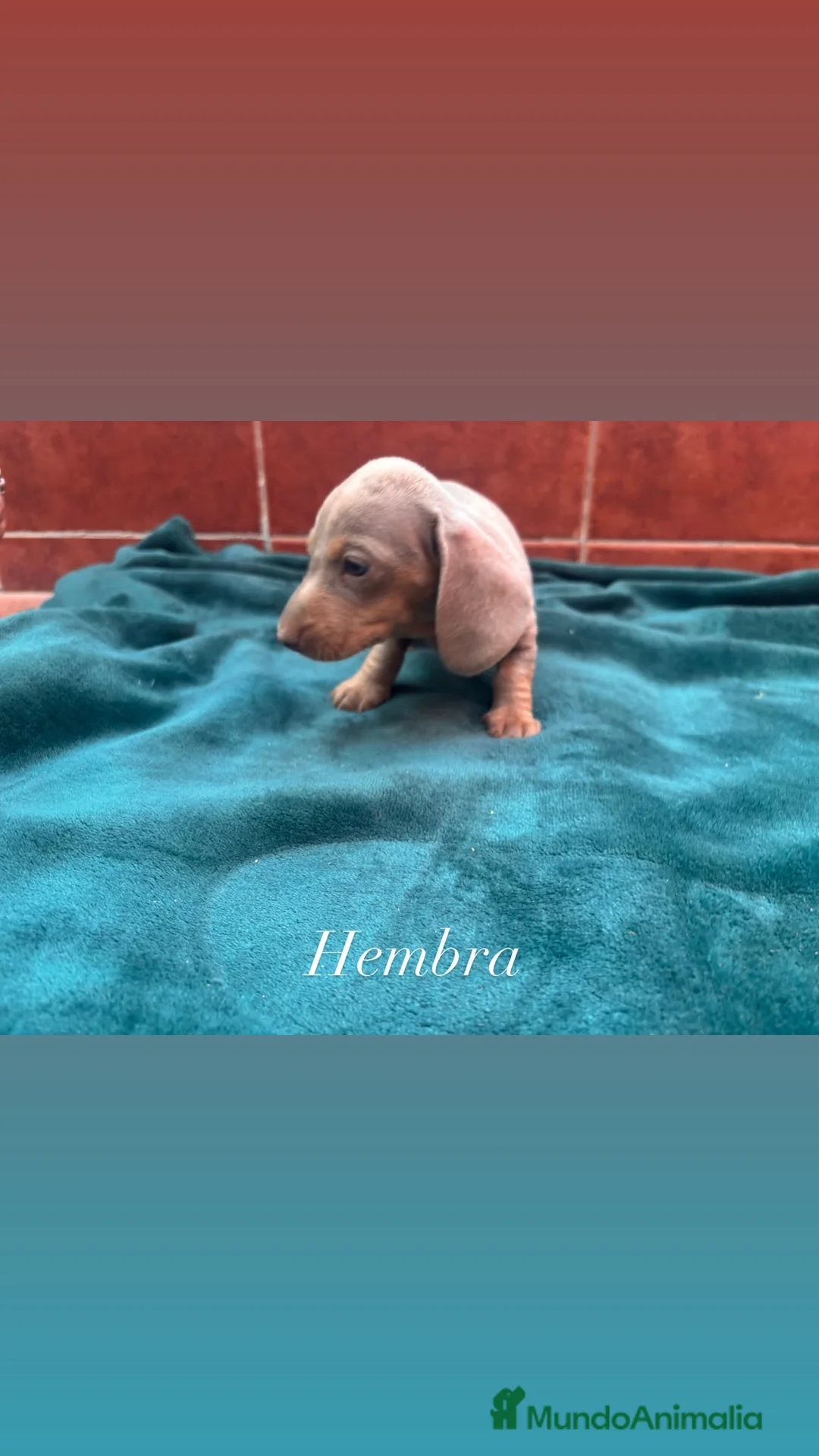 Teckel Miniatura perros en venta: Teckel Kaninchen  - Anuncio 1