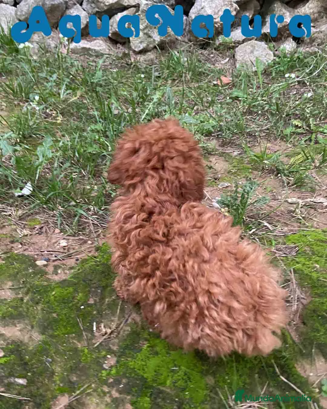 Caniche Enano perros en venta: Caniche Hembra de Bella y Can 2024 AQUANATURA - Anuncio 4