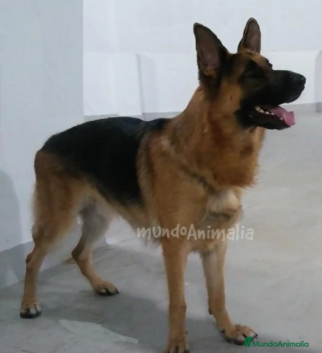 Imagen de galería {{count}}