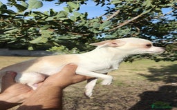 Chihuahua perros en venta: Chihuahua Macho y Hembra  - Imagen 1